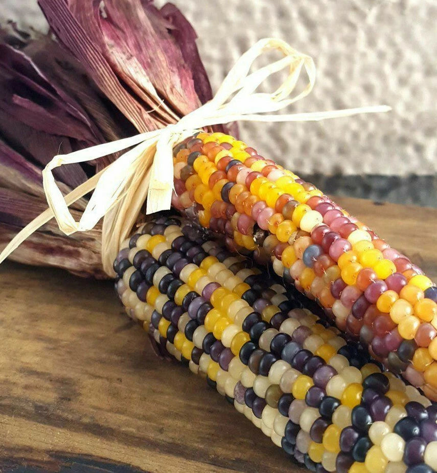 garden gem seeds Red Husk Rainbow Ornamental Corn Seeds | Glass Gem Color Flint Popcorn Seed  | Zea mays