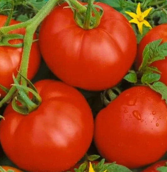 Bonny Best Tomato Seeds - 100+ Indeterminate Vegetable Seeds for Sauces & Salads - Lycopersicon esculentum