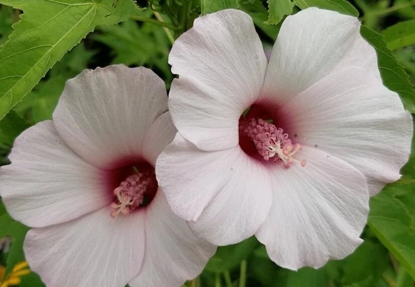 Halberd-leaf Rose Mallow Seeds - 10++ Heirloom Seeds (Hibiscus laevis) - Fresh USA Grown, Premium Quality
