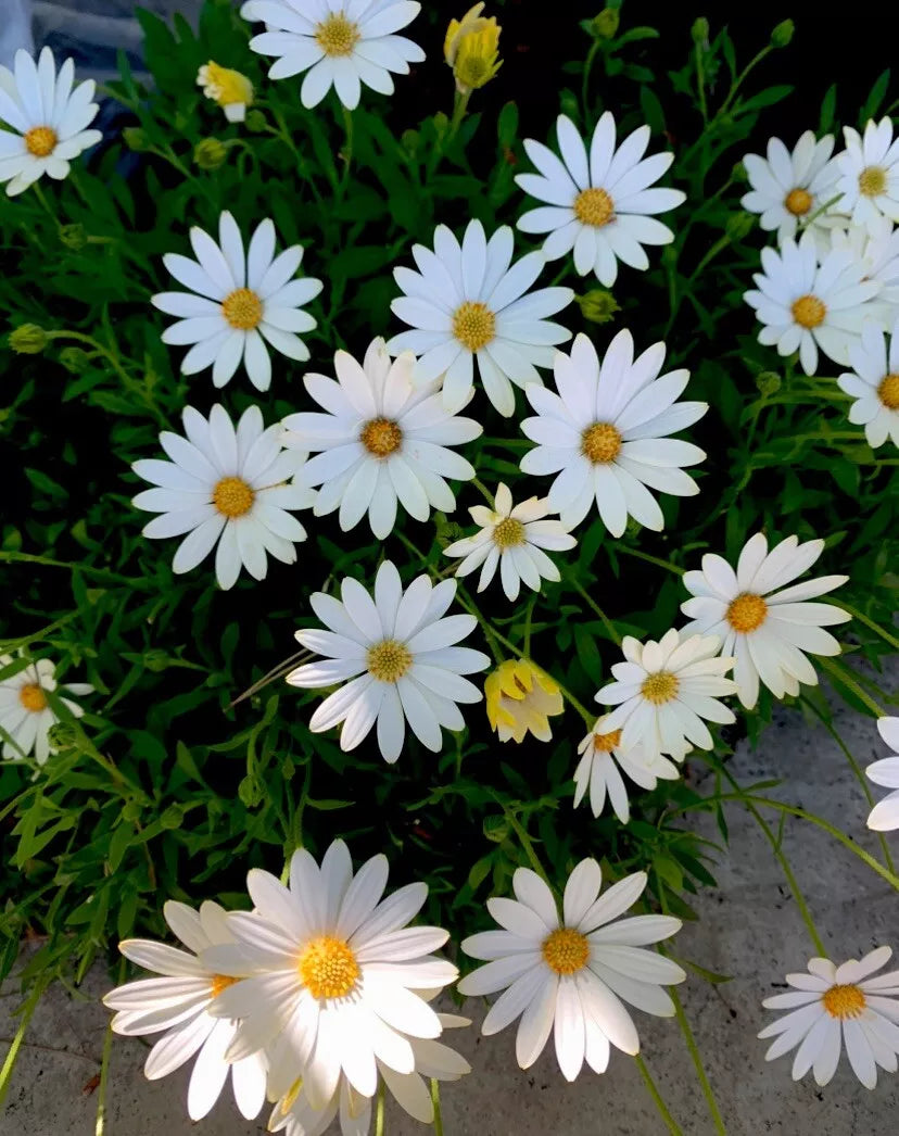 African Daisy Plant, Cream and Yellow, 15-18” Tall Perennial in Quart Pot, Osteospermum
