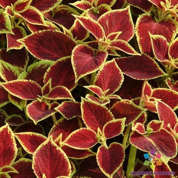 25+ Premium Coleus Seeds - Sun Crimson Gold Variety - Perfect for Garden - Free Shipping