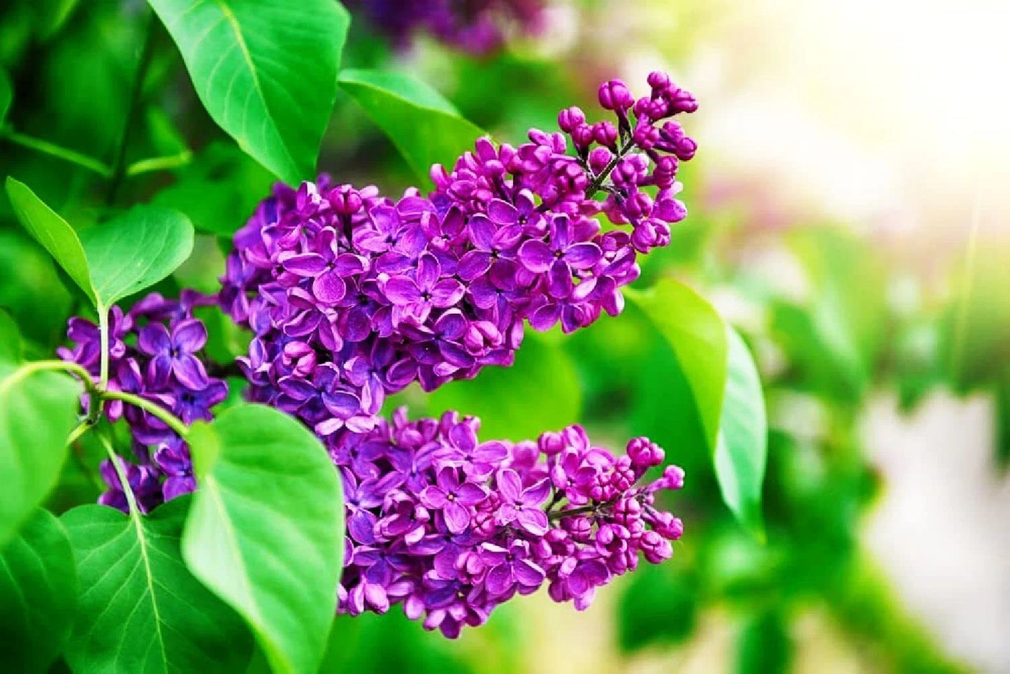 Purple Lilac Seeds - 25 Pcs - Stunning Purple Flowers - Syringa vulgaris