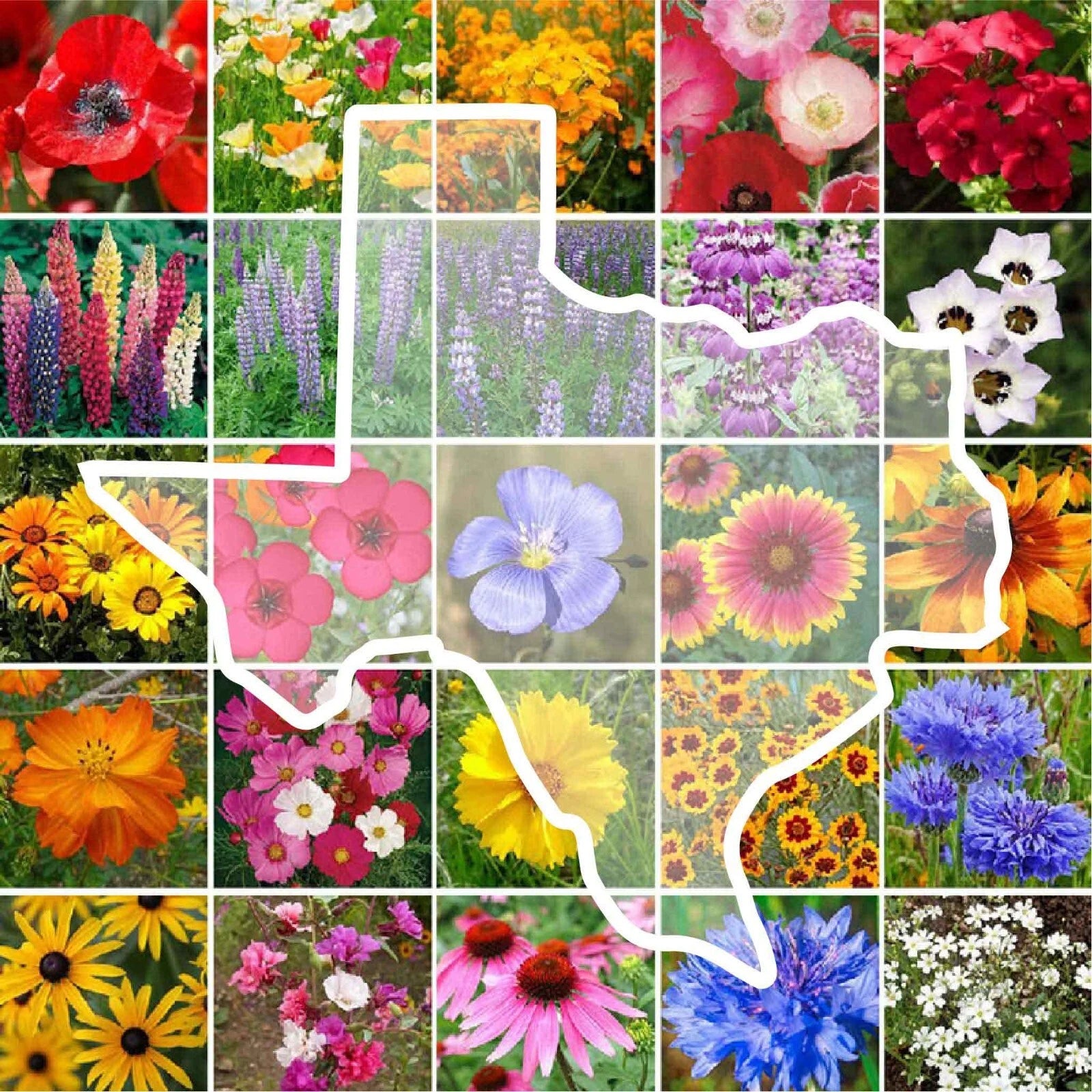 Texas State Flower Wildflower Seed Mix - 1000 Non-GMO Perennial & Annual  Seeds for USA Gardens