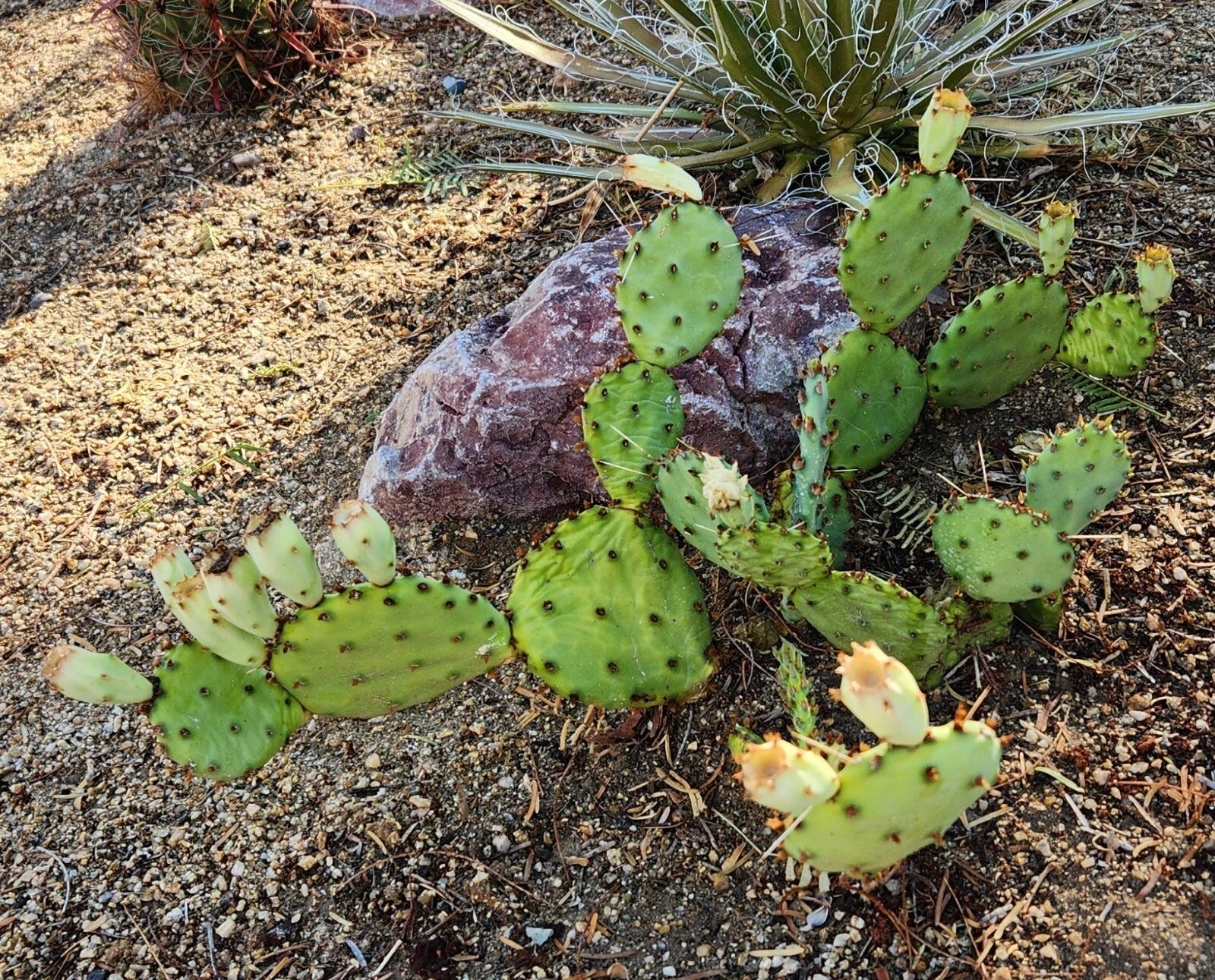 prickly pear succulent Opuntia Macrorhiza Twist-Spine Prickly Pear Cactus Pad Cutting (1)