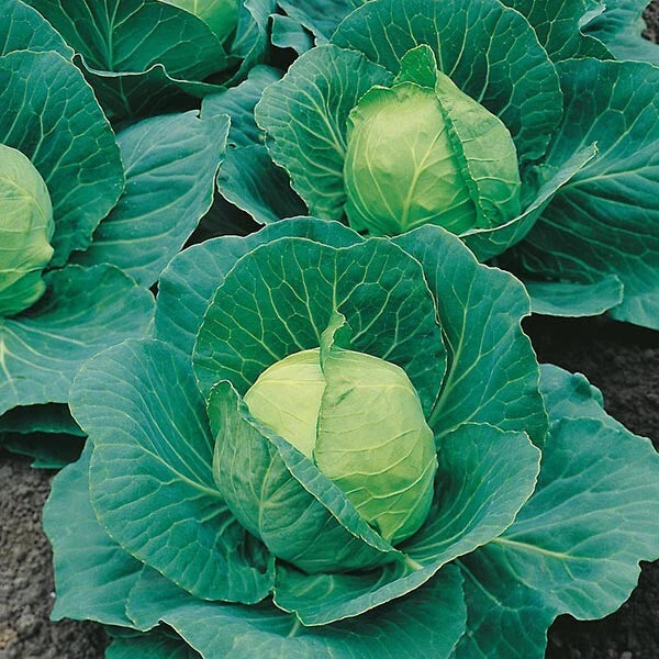 Cabbage Seeds - 500+ Heirloom Golden Acre - Non-GMO - Fresh - Brassica oleracea
