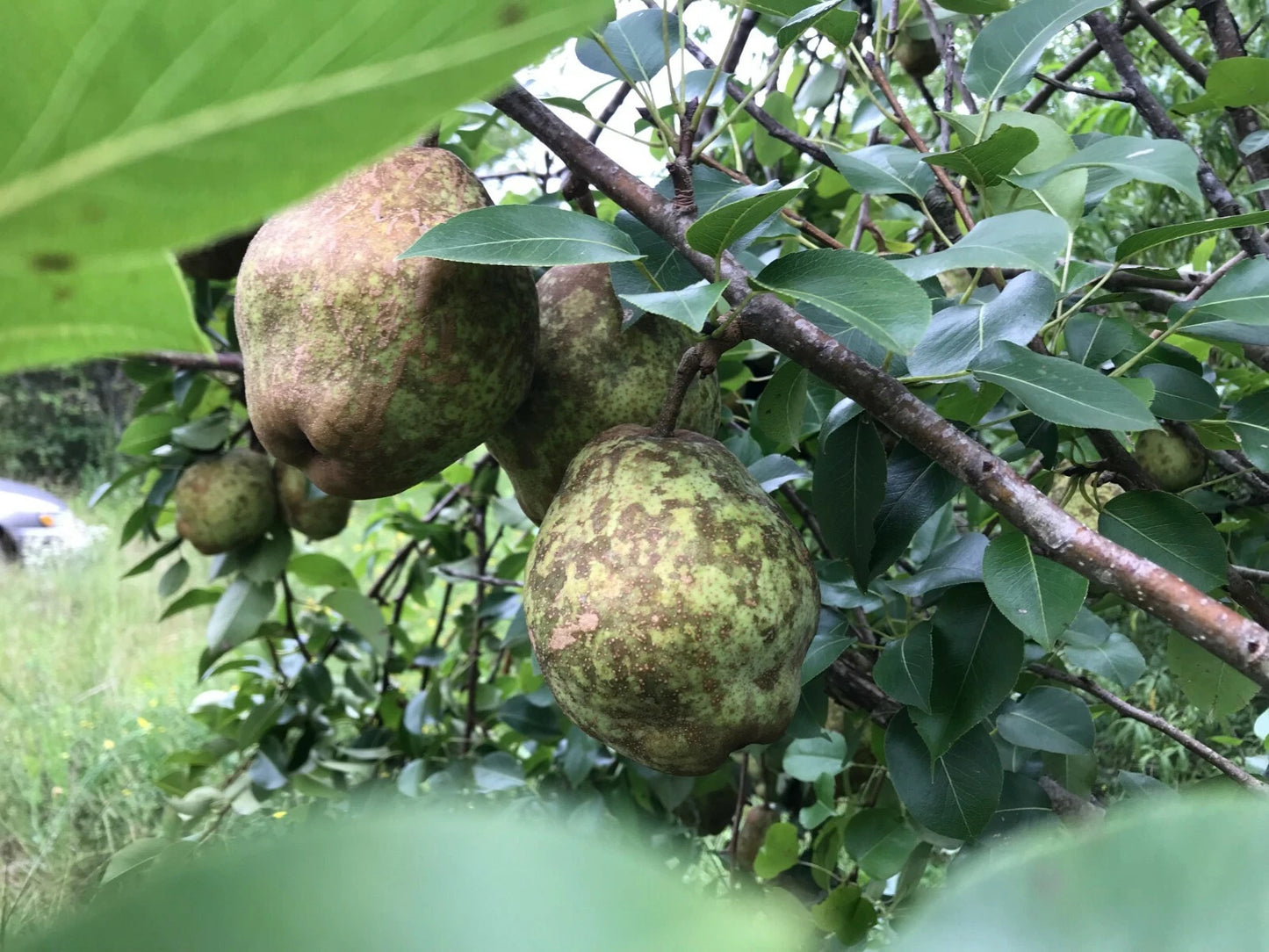 Bartlett Pear Tree Cuttings for Propagation - 5 Easy to Root Cuttings (Pyrus communis)