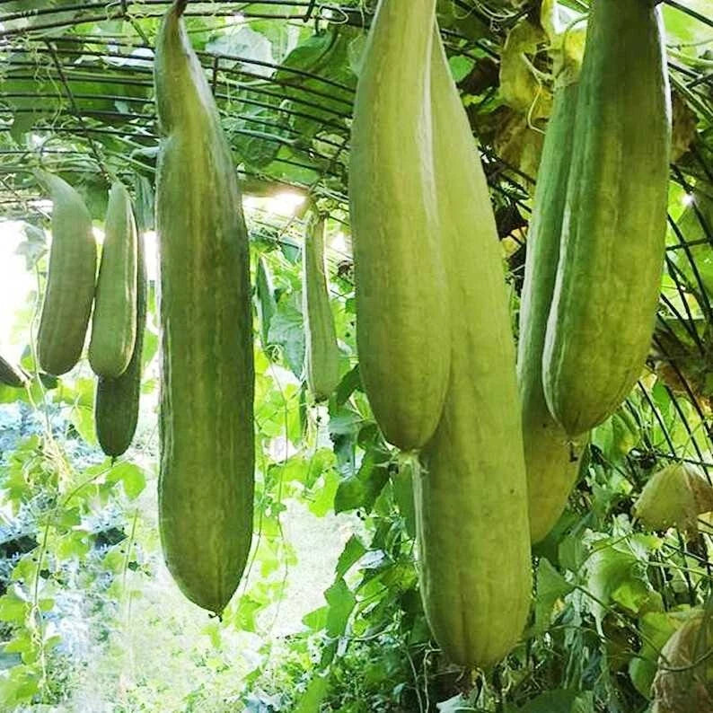 Armenian Yard Long Cucumber Seeds - 50+ Non-GMO Fresh Garden Seeds - Heirloom Vegetable Seeds for Home Gardening