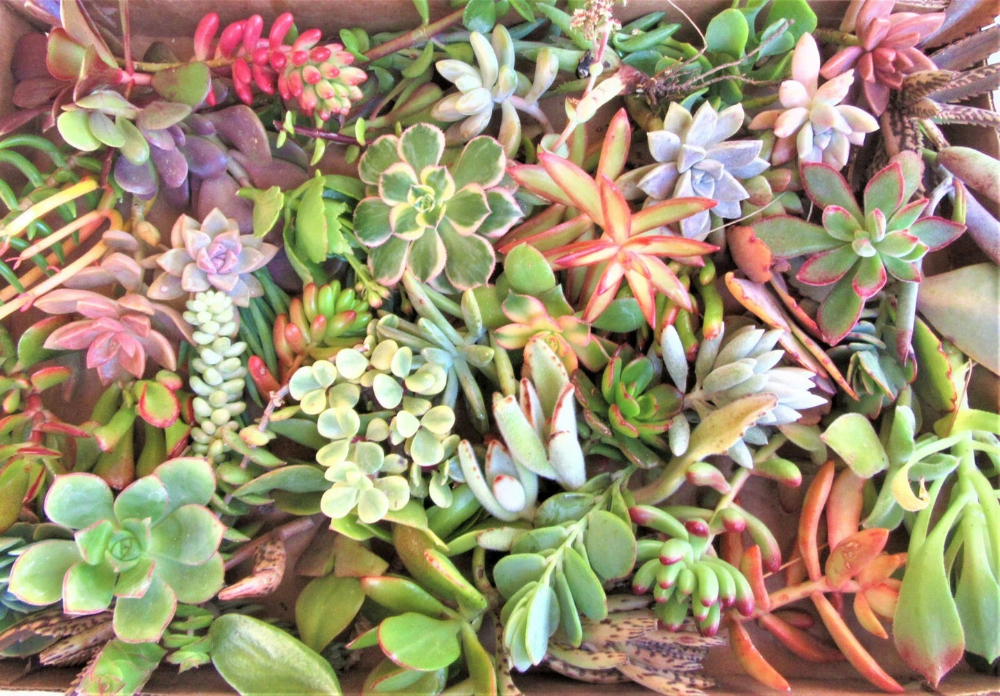30 Fresh Succulent Cuttings 15 Varieties 2-4" Ideal for DIY Arrangements and Gardening, Perfect for Home Decor