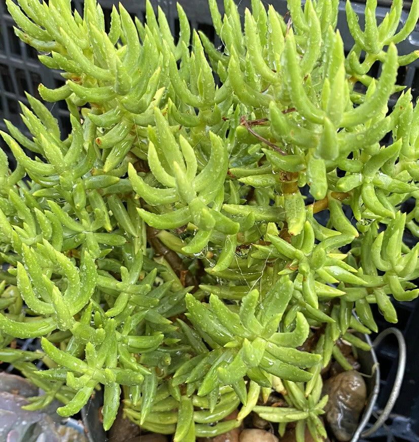 Crassula Tetragona Cuttings - 10 Miniature Pine Tree Succulent Plants for Cactus Gift