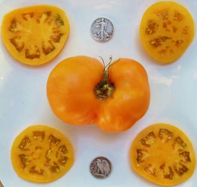 Brandywine Yellow Tomato Seeds - 25 Seeds - Heirloom Variety - Solanum lycopersicum