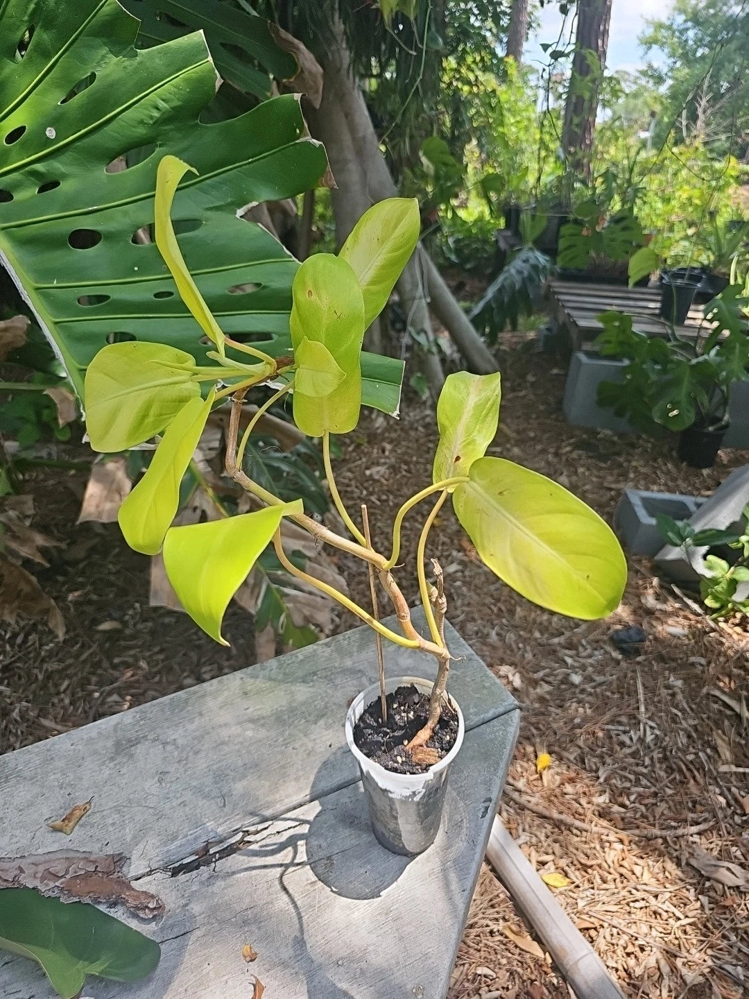 large potted philodendron Large Philodendron Thai Sunrise Plant in 3.5" Pot