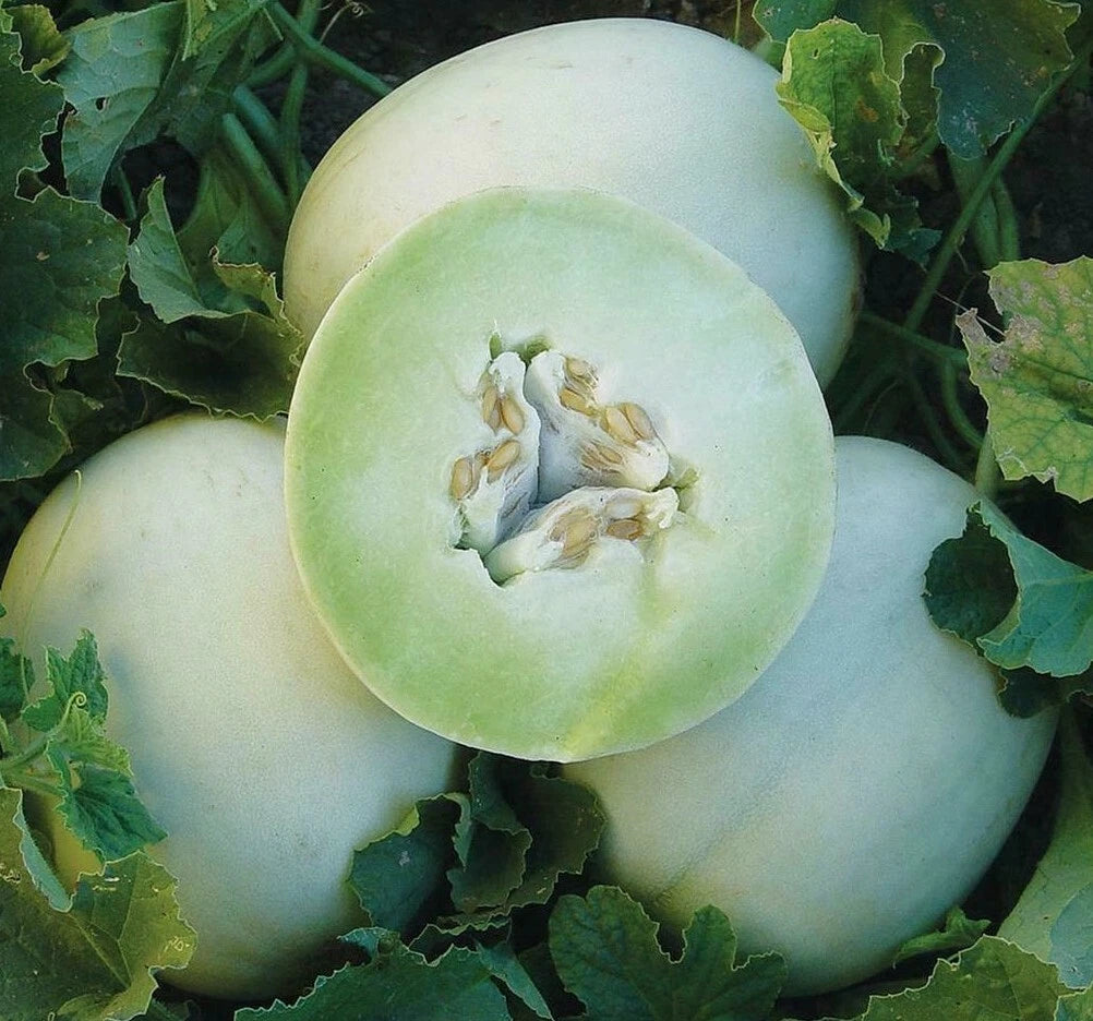 Honey Dew Cantaloupe Seeds 50+ Pack, Green Flesh Melon, Cucumis melo, Free Shipping