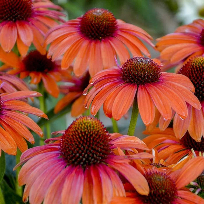 50 Orange Coneflower Seeds - Echinacea Purpurea - Perennial Flower Seeds - USA Seller