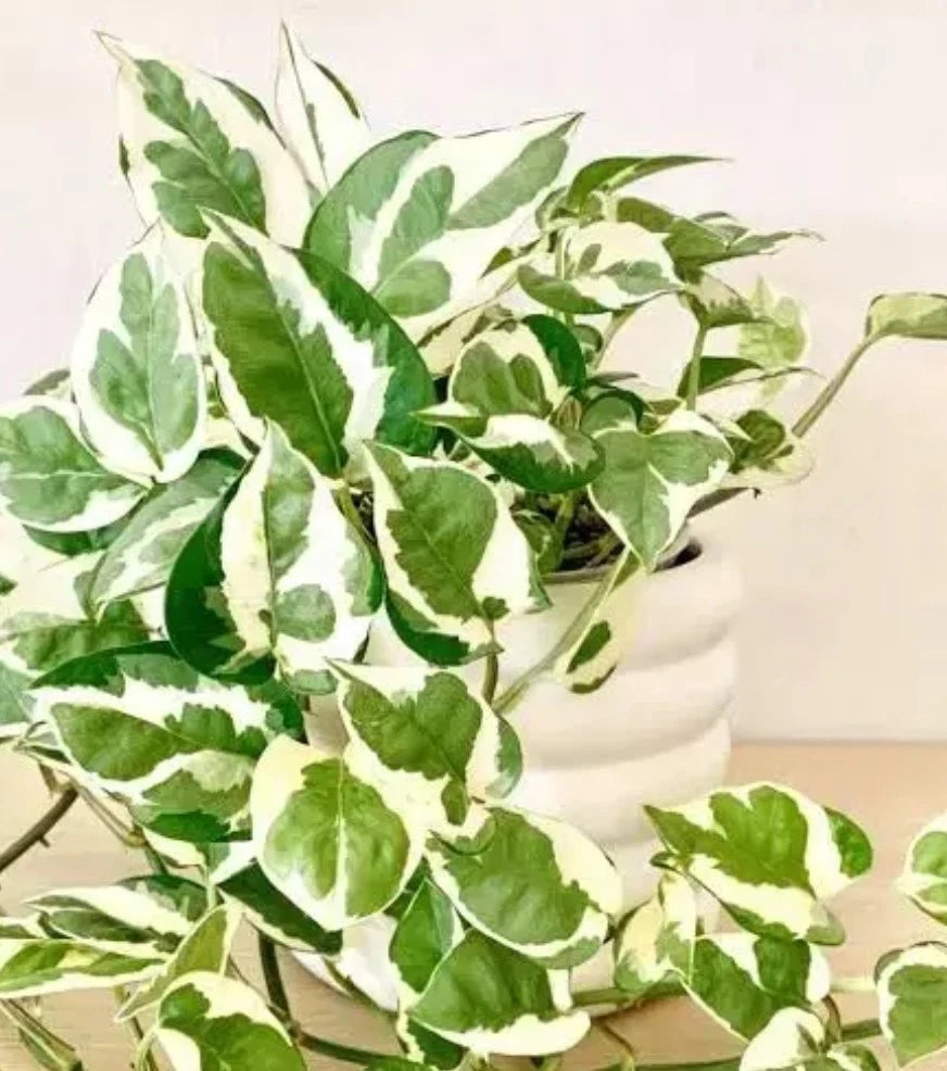 N'Joy Pothos Cuttings