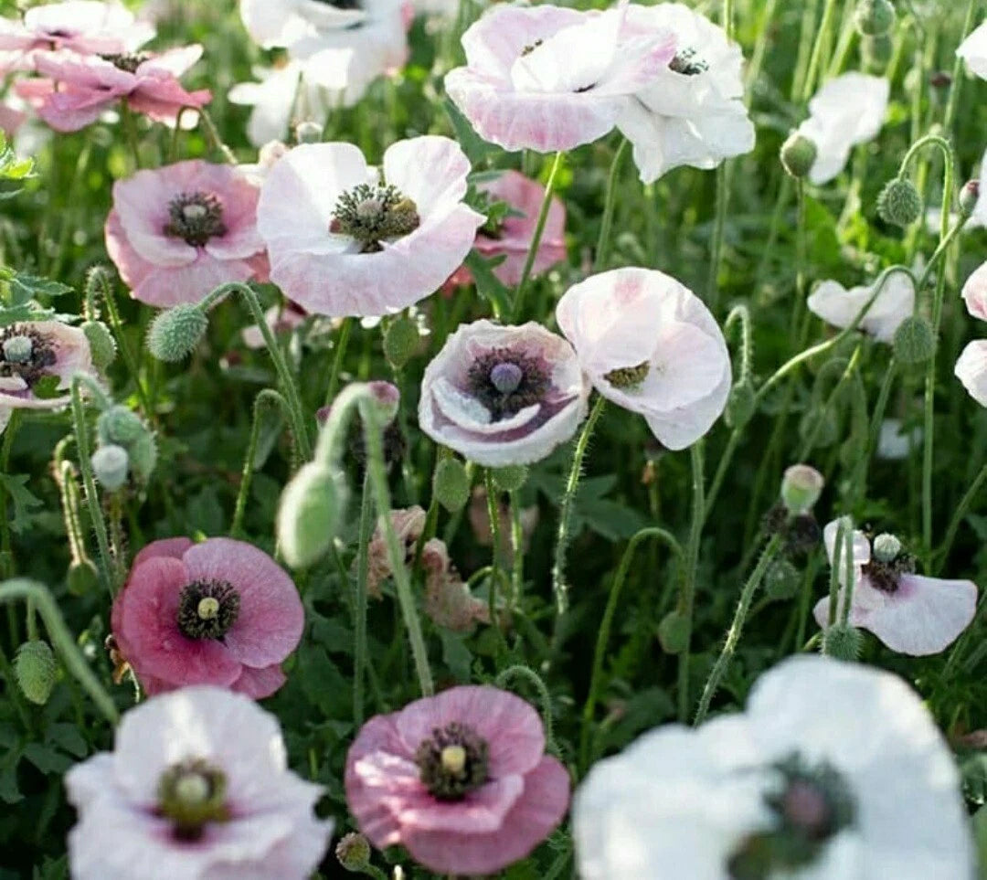 Poppy Seeds - 300 Count - Pink & White Mix Wildflower Seeds - Papaver somniferum