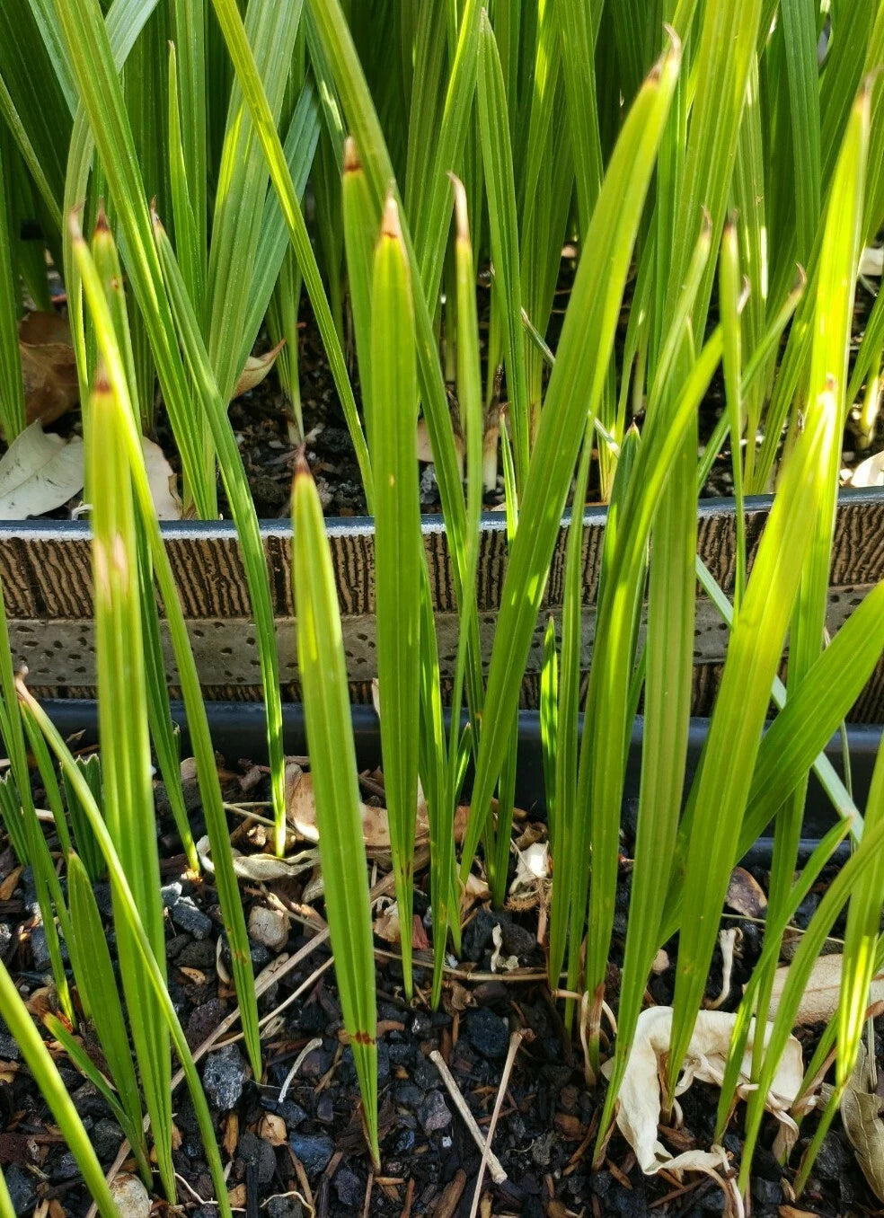 Canary Island Date Palm Live Plants, 11-12" Tall, Phoenix Canariensis, Tropical Indoor/Outdoor Foliage