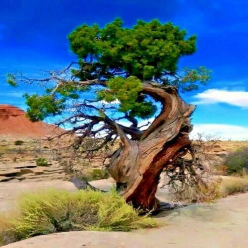 pinus aristata bonsai Bristlecone Pine Seeds - 20 Count - Pinus aristata