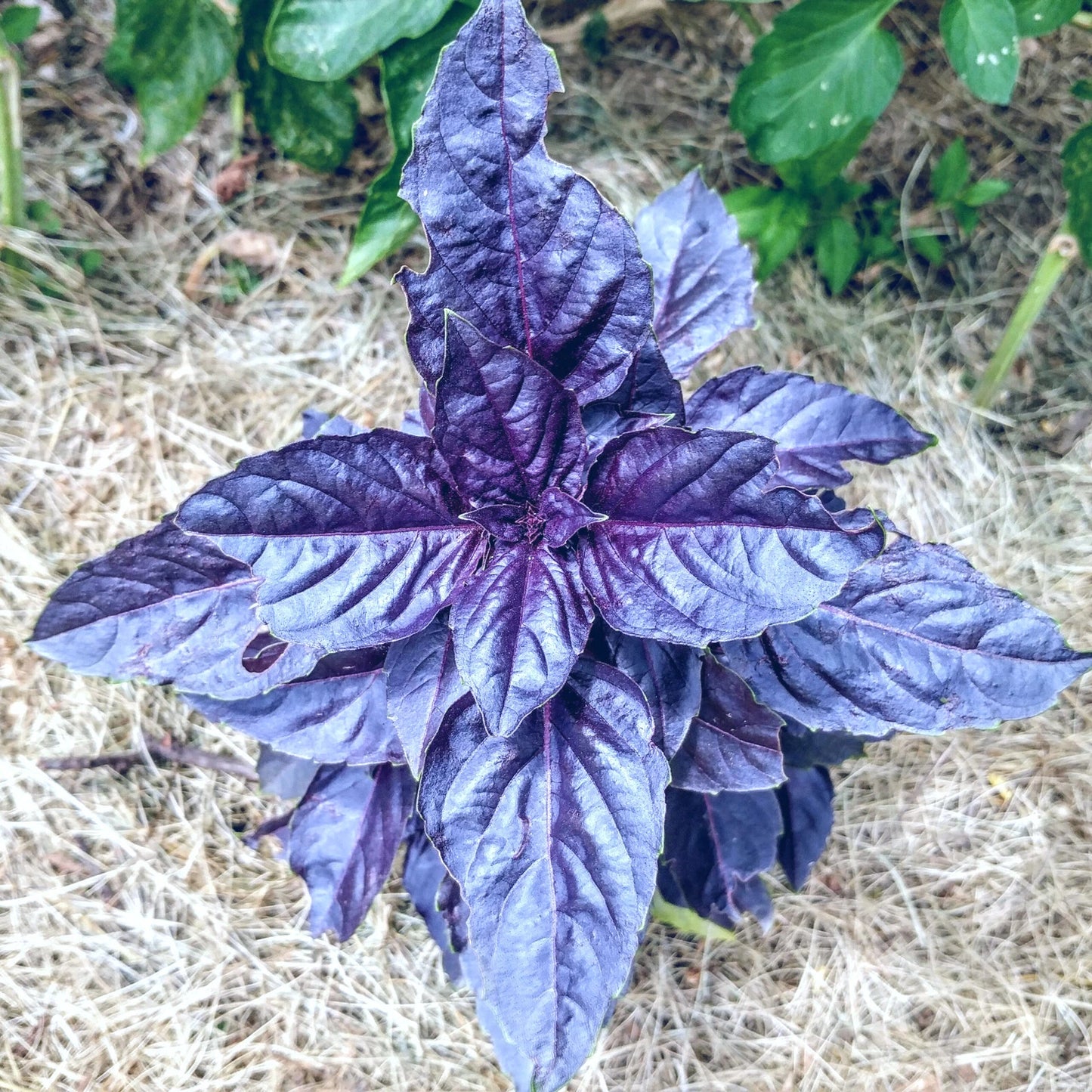Purple Dark Opal Basil Seeds - 50+ Seeds - 'Ocimum basilicum Dark Opal' - Heirloom Culinary Herb for Gardens