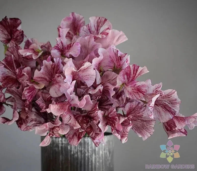 Chocolate Sweet Pea Seeds - 50+ Pack - Lathyrus odoratus - Garden Flowers - USA Grown - Free Shipping