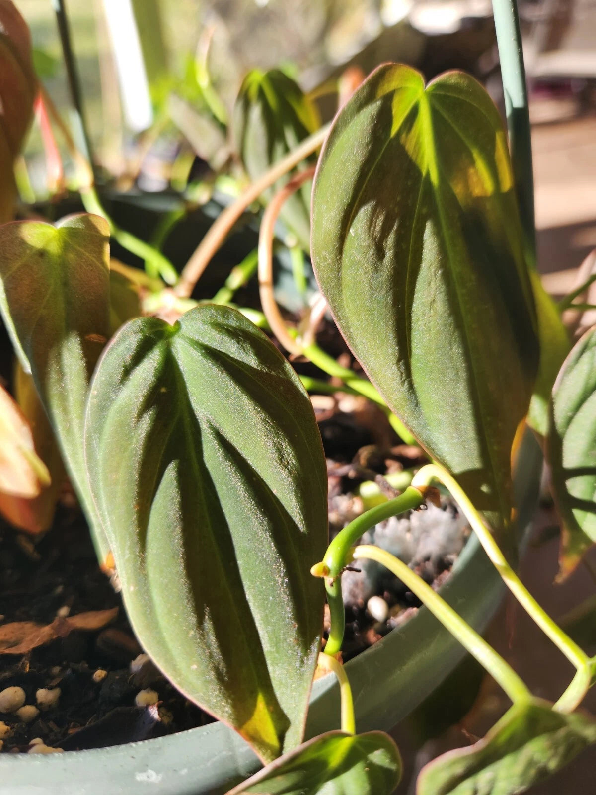 Philodendron Hederaceum Micans - Velvet Leaf Plant - 4