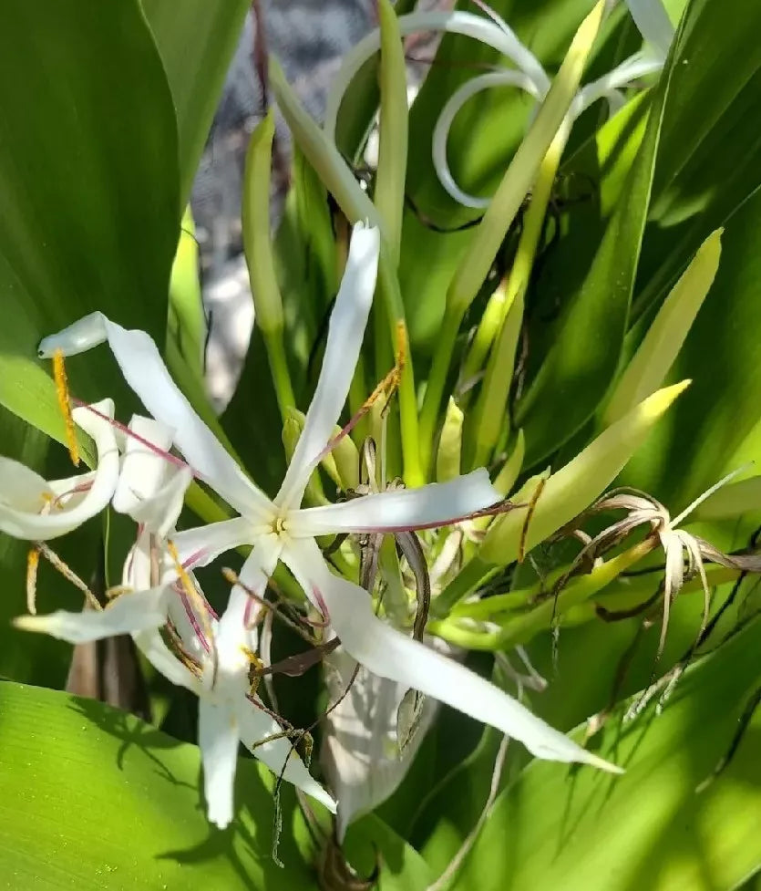 Crinum Lily Live Plant 13