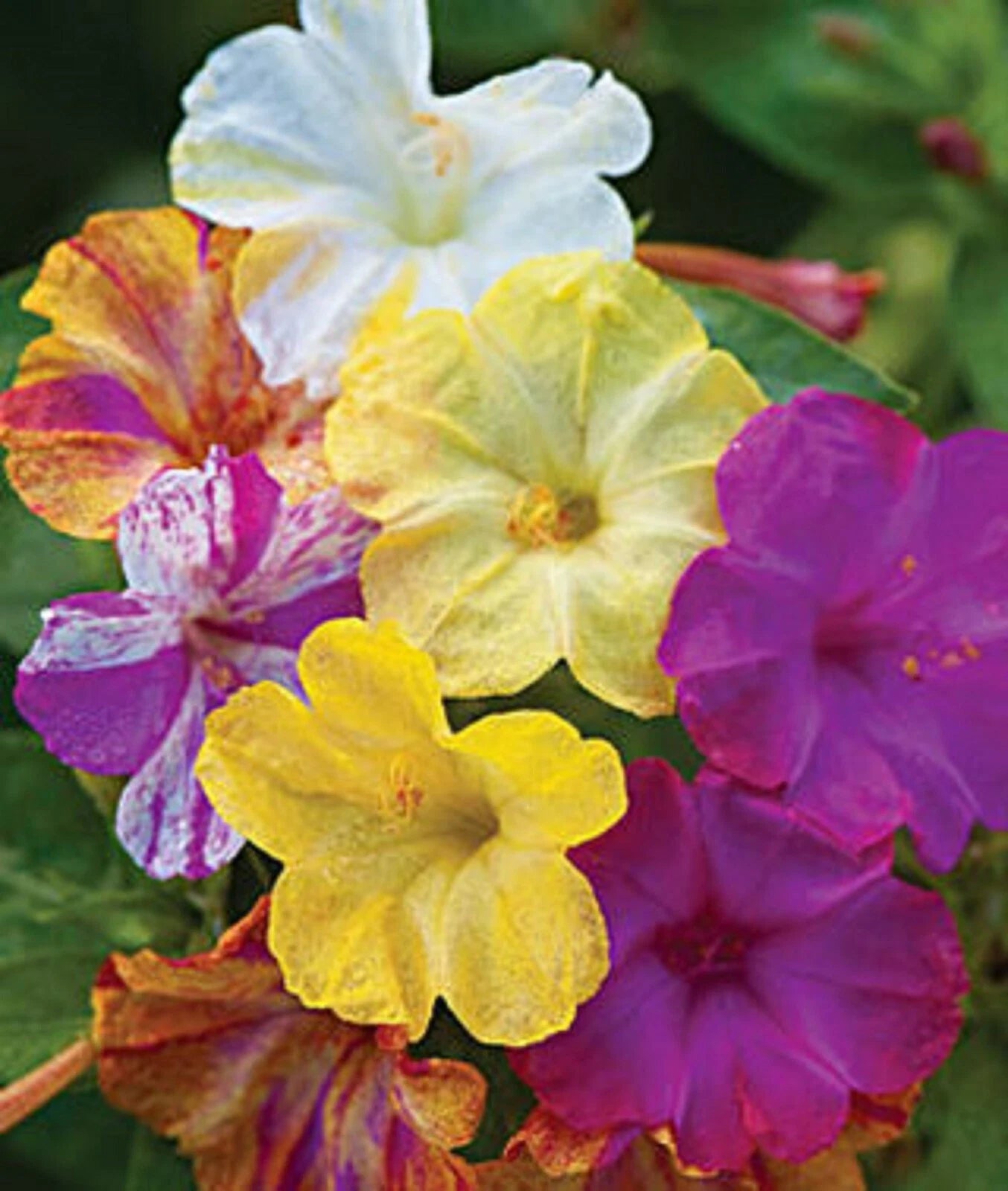 25 Mixed Four O'clock Flower Seeds, Perennial Varieties, Colorful Blooms, Mirabilis jalapa