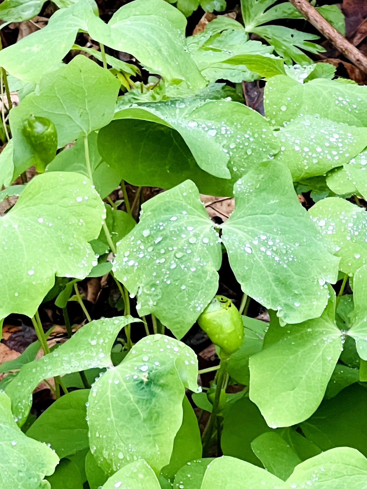 Twin Leaf Plant Bareroot 5-Pack Jeffersonia diphylla Perennial Wildflower