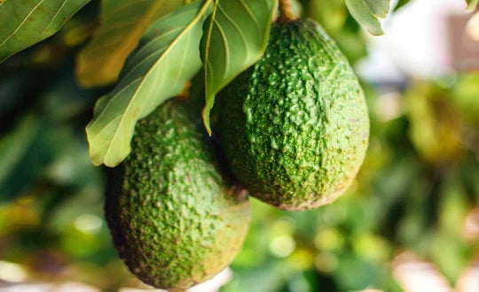 Avocado Tree Seeds, 2 Fresh Seeds, Organic Persea americana, Fruit, Indoor Houseplant, Gardening Supplies