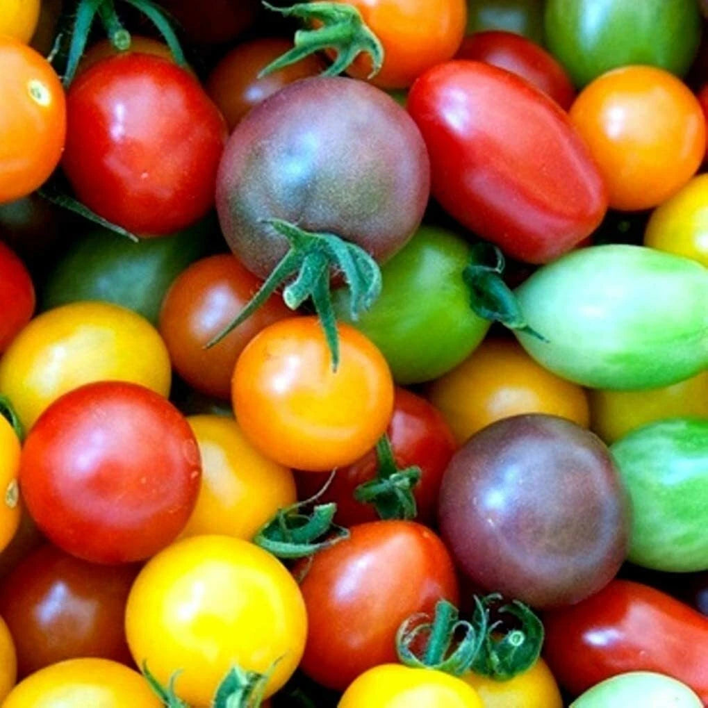 Rainbow Cherry Tomato Seeds - 100 Count - Colorful Variety for Planting - Solanum lycopersicum