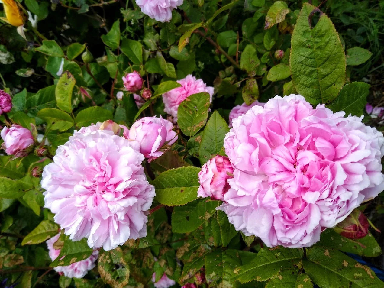 Bare Root Rose Plant - Jacques Cartier - 2 Years Old - Rosa 'Jacques Cartier'