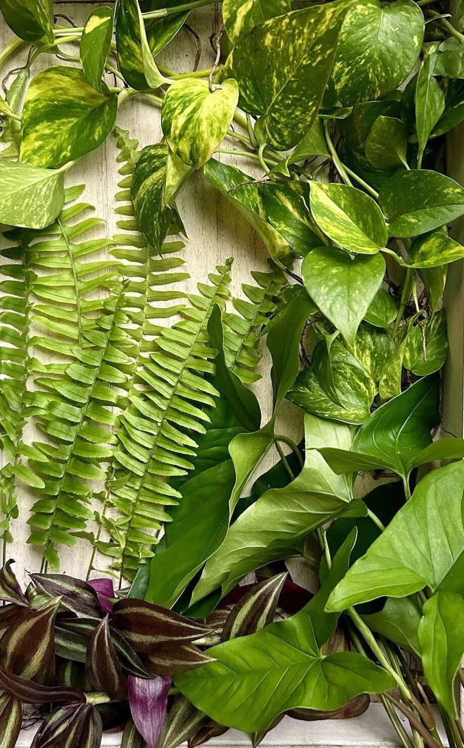 40 Rooted Plant Cuttings - Assorted Varieties - Perfect for Gardening and Propagation - Ideal for Plant Lovers