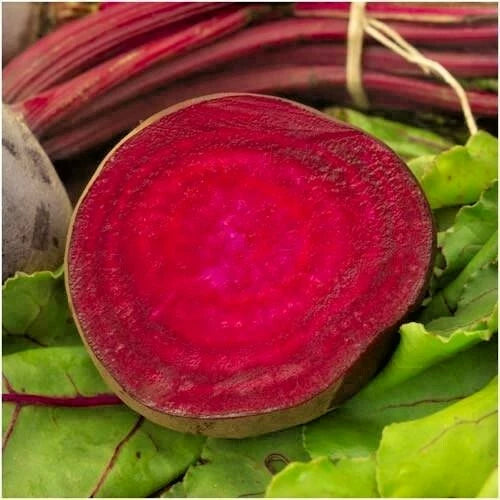 Bulls Blood Beet Seeds - 101+ Heirloom Vegetable Seeds for Garden & Container - Beta vulgaris