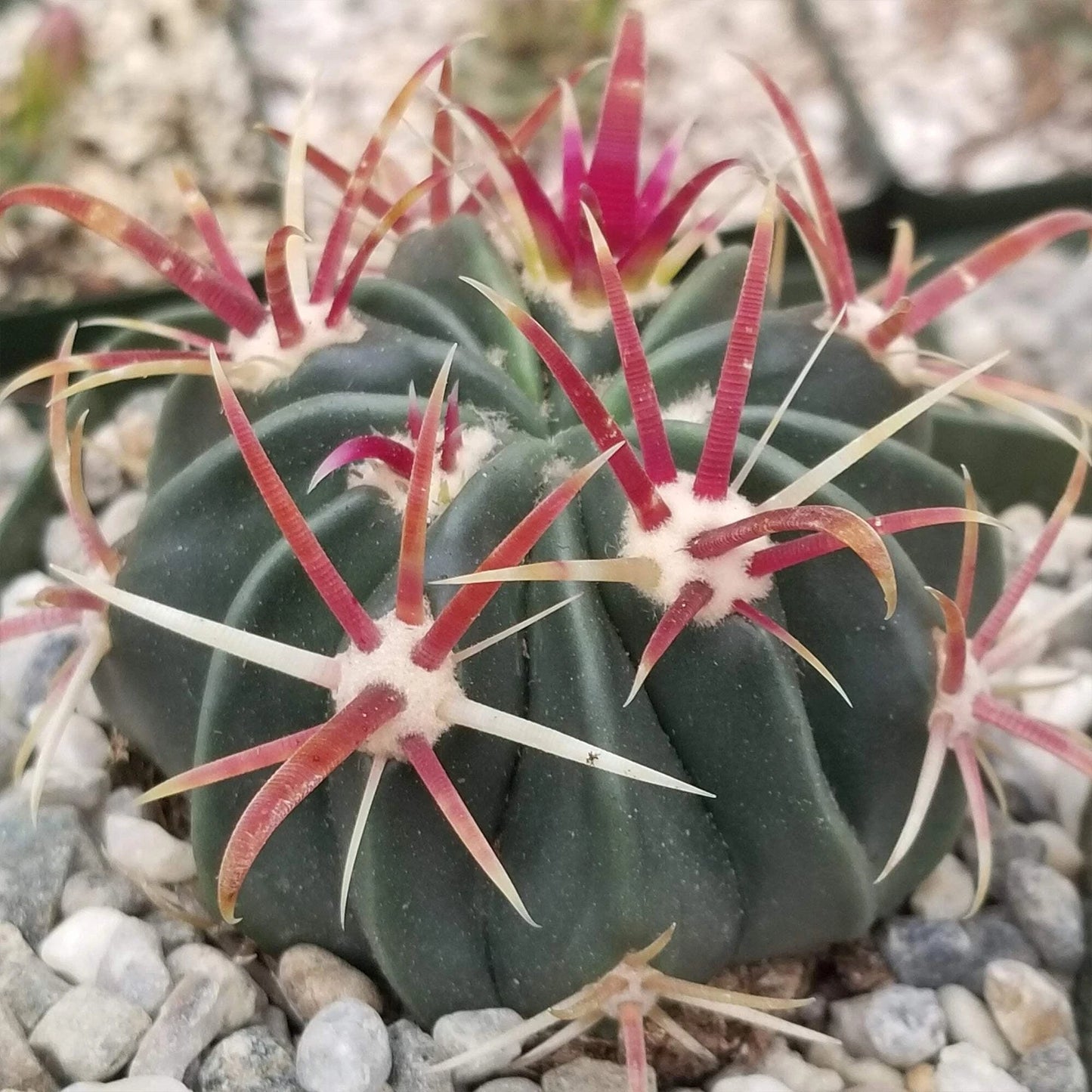 Devil's Tongue Cactus Plant - Ferocactus latispinus - Real Live Succulent Greenery for Home Decor