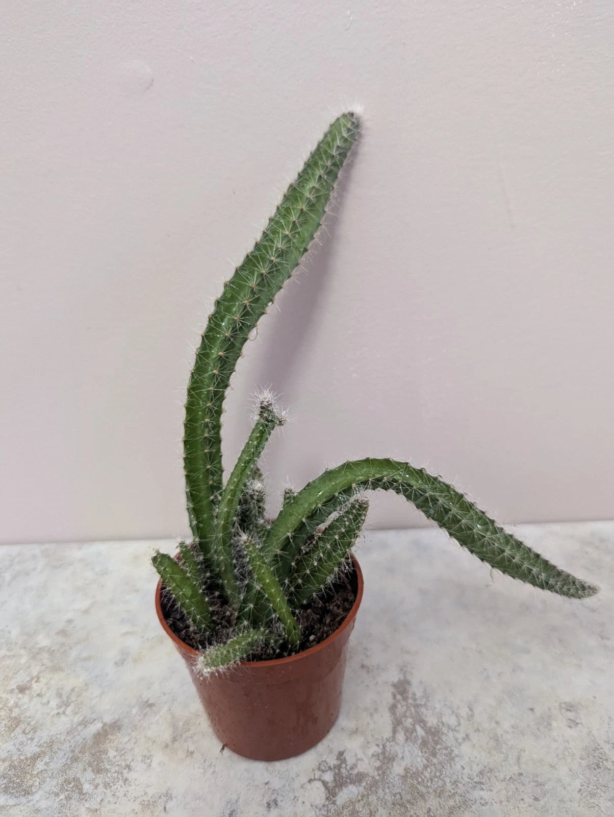 Dog Tail Cactus 2.7 Inch Pot Live Succulent Plant Selenicereus testudo  Rooted Green Cactus – Jayme Garden