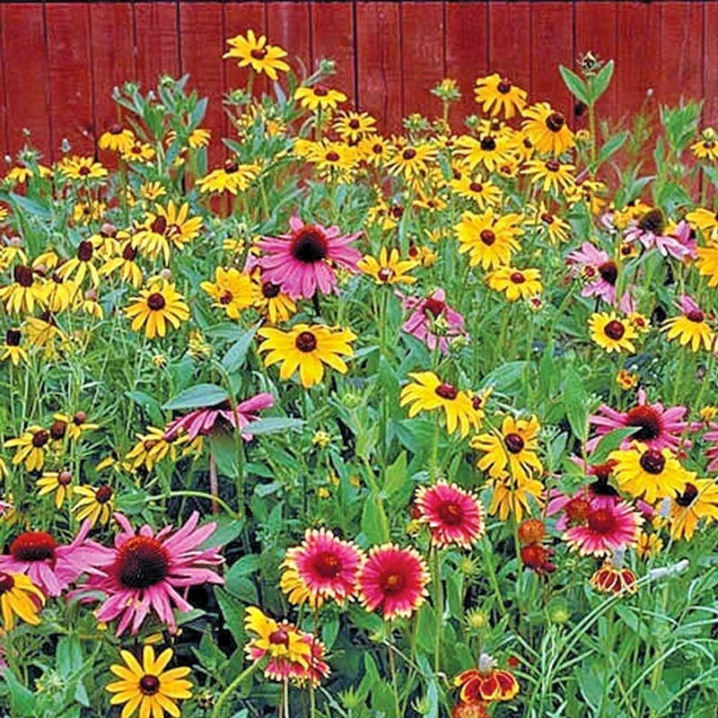4000+ POLLINATOR MIX Seeds - 17 Native Wildflowers for Garden - Easy to Grow Annual & Perennial Mix