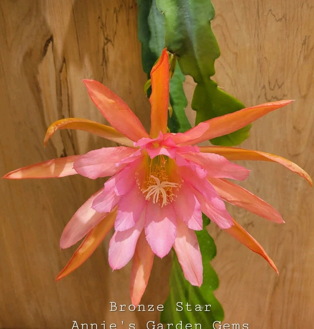 epiphyllum succulents Epiphyllum Bronze Star Orchid Cactus 4 Inch Pot