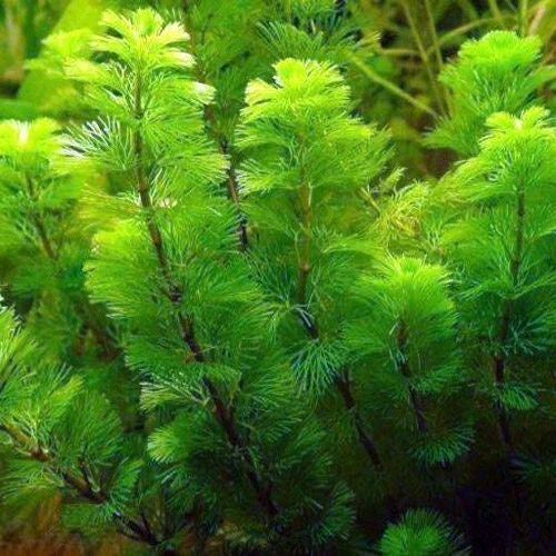 Green Cabomba Plant 7 Stems, Easy Aquarium Pond Aquatic Plant (Cabomba caroliniana)
