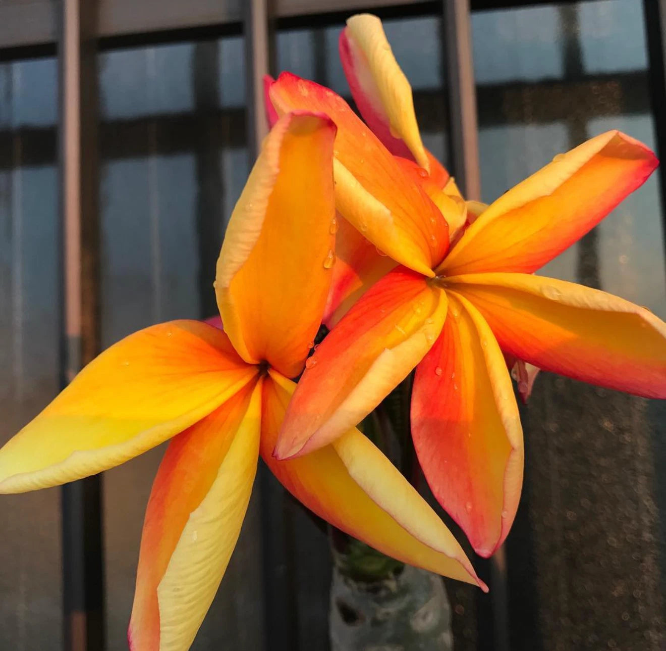 Kapunakea Maui Plumeria Cutting - Red/Orange Petals - MID CUT - Frangipani Plant (Plumeria spp.)