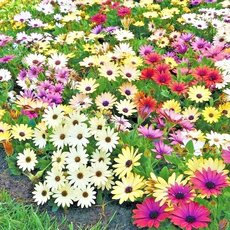African Daisy Flower Seeds Mix - 200+ Cape Marigold Cineraria - Drought Tolerant, Easy to Grow, Colorful Blooms