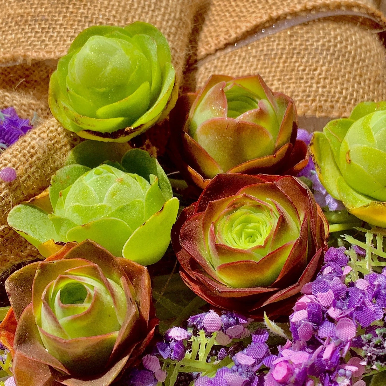 mountain succulents Mountain Rose Succulent Set - 6-Pack Rare 1.5