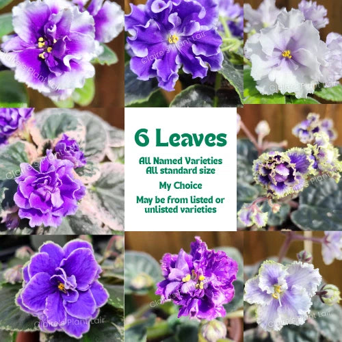African Violet Leaf - 6 Standard Leaves - Named Variety My Choice - Saintpaulia ionantha