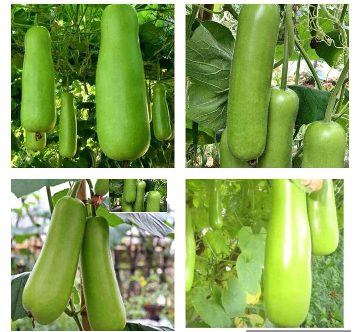 Bottle Gourd Seeds - Heirloom Upo Calabash - 50+ Seeds - Organic Vegetable Garden Seeds