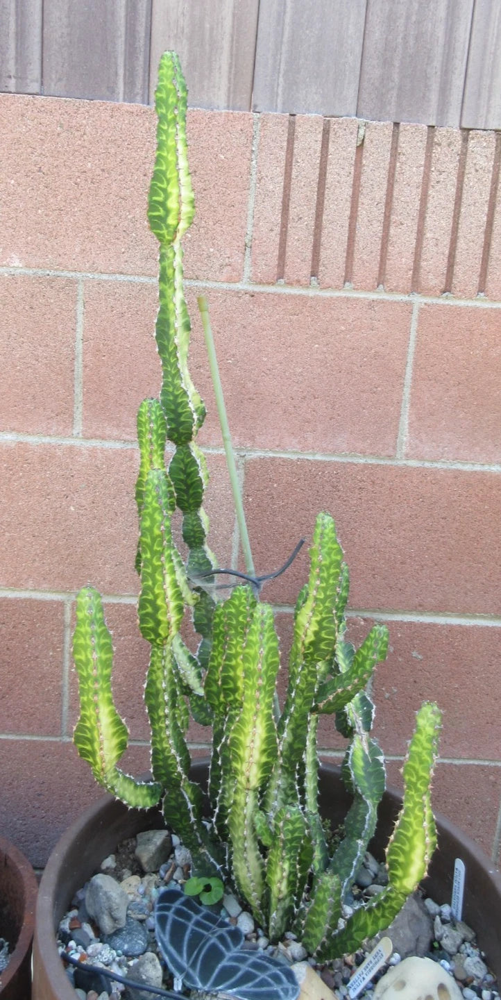 bill baker succulent Euphorbia 'Watusi' Cutting 6"