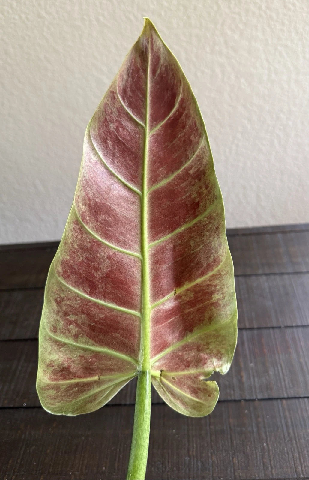 Philodendron Subhastatum Rooted Cutting