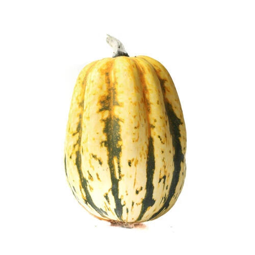 Jester Squash Seeds - 25+ Pack - Colorful Variegated Variety - Cucurbita pepo - USA Shipping Available