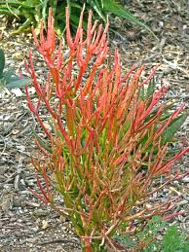 firestick succulent propagation 15 Cuttings 8-12