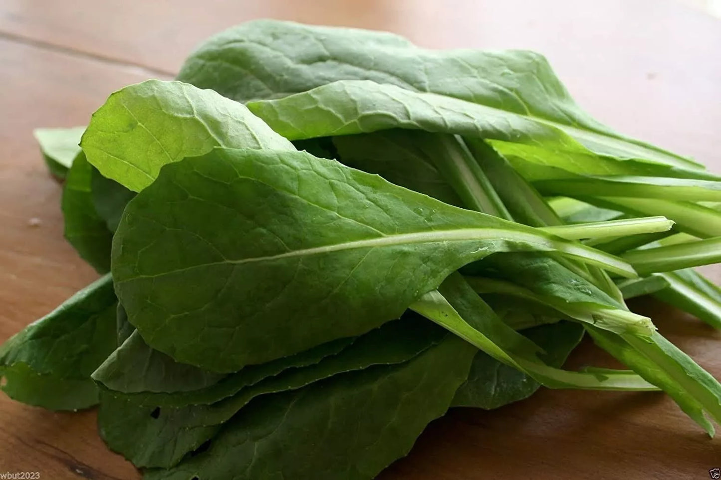 Komatsuna Mustard Seed 100+ Seeds Brassica rapa var. perviridis Non-GMO Vegetable Garden Seeds for Planting