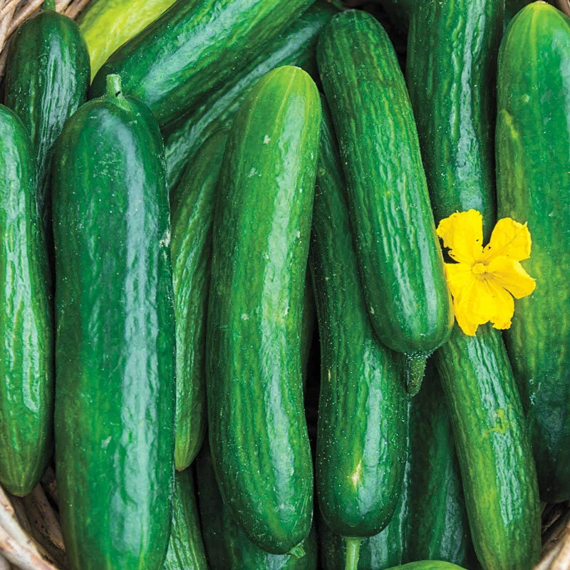 Beit Alpha Cucumber Seeds - Persian Lebanese, Burpless Variety - Cucumis sativus - FREE SHIPPING