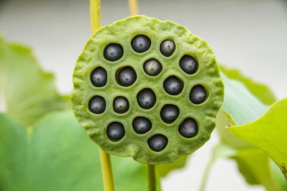 Lotus Seeds for Planting - 10 Pack - Aquatic Flowering Variety