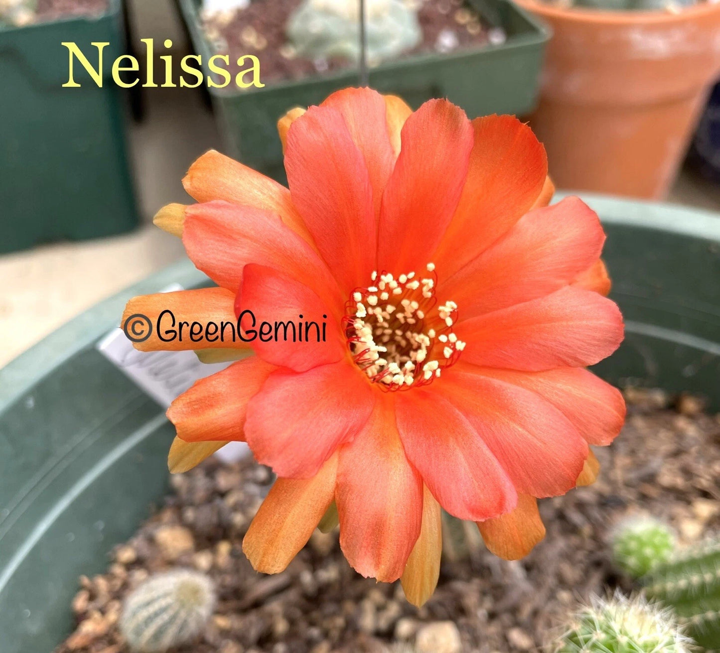 Chamaecereus Lobivia Peanut Cactus - Rare European Hybrids - Rooted Plant - NELISSA